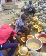 pumpkin seed collection