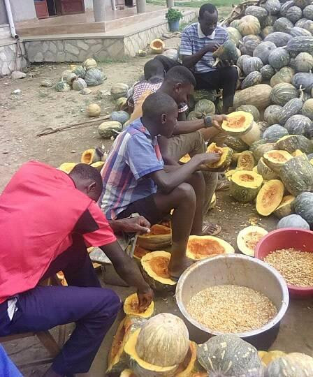 pumpkin seed collection